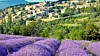 lavendel-og-rosevin-fra-provence-2